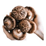 Dried Shiitake Stem Mushrooms 50g