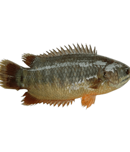 Pack of 500g