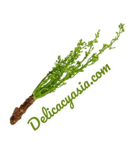 Fresh Neem Tree Flower (Sa Dao) imported 100g