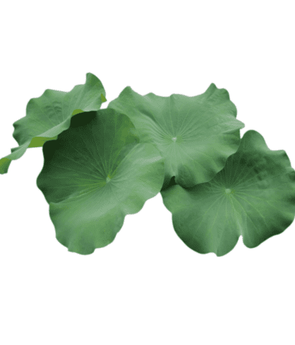 Fresh Lotus Leaves/Leaf (imported) 500g