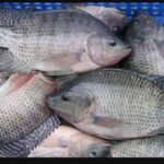 Black Tilapia 1 Kg ( weight vary; price/kg)