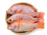 Golden Tilapia Fish 500g-700g (Price/kg)