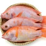 Golden Tilapia Fish 500g-700g (Price/kg)